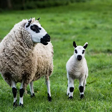 ホステル Mount Brandon