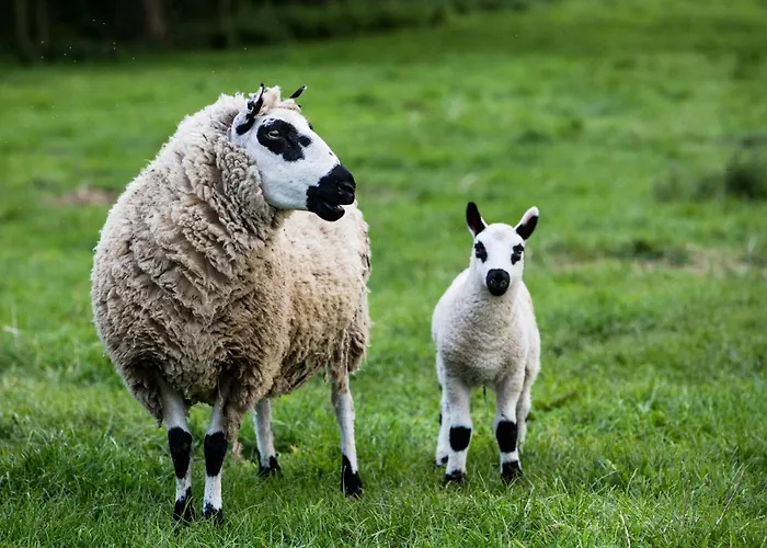 Hostel Mount Brandon